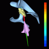 Click image for larger version. 

Name:	ventricles.gif 
Views:	10667 
Size:	1.04 MB 
ID:	5095