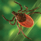 The Lyme group is for all members affected by Lyme disease